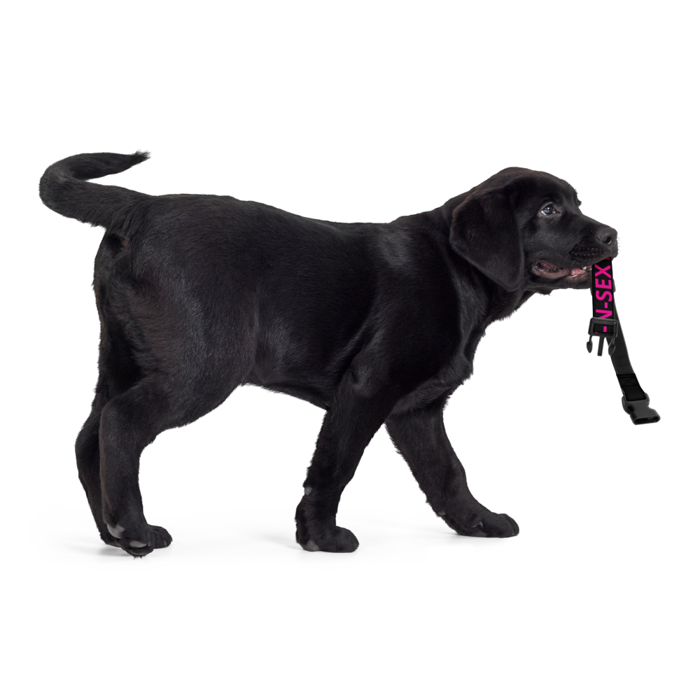 FAST-N-SKETCHY® & FAST-N-SEXY™ Pet collar